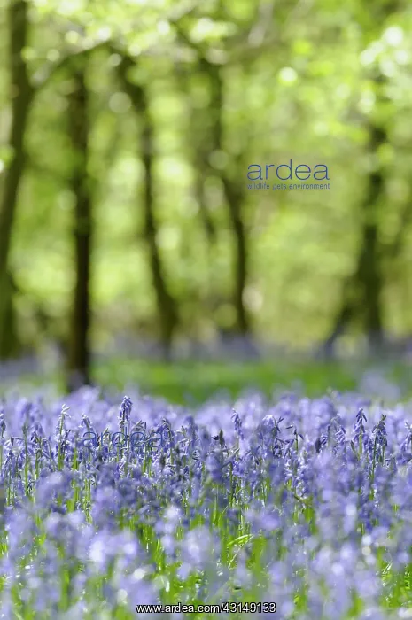 : Bluebells, Hyacinthiodes non-scripta, Bed of spring flowers : Bluebells, Hyacinthiodes non-scripta, Bed of spring flowers
