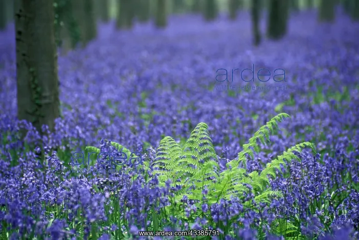 : Bluebells (Hyacinthoides non-scripta) (Scilla non-scripta) : Bluebells (Hyacinthoides non-scripta) (Scilla non-scripta)