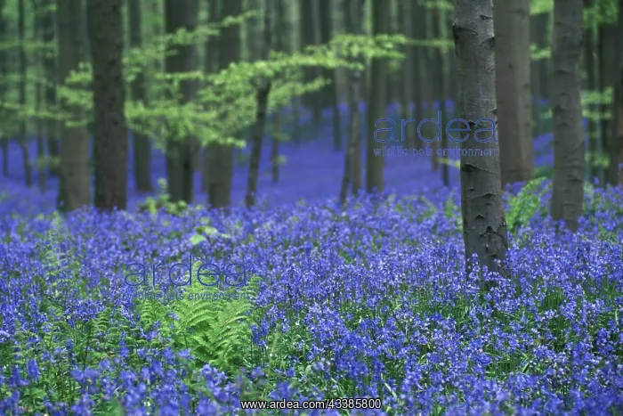 : Bluebells (Hyacinthoides non-scripta) (Scilla non-scripta) : Bluebells (Hyacinthoides non-scripta) (Scilla non-scripta)