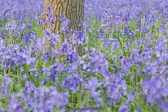 : Bluebells - Norfolk UK : Bluebells - Norfolk UK