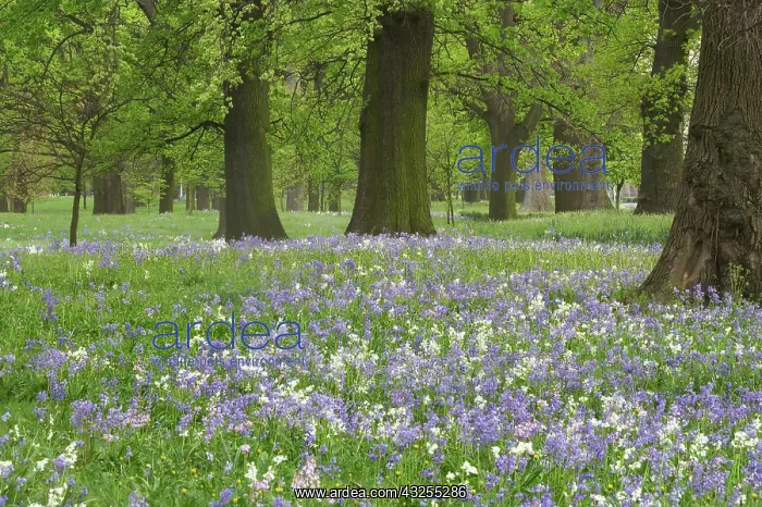 : Bluebells and Oak Trees in Spring, Little : Bluebells and Oak Trees in Spring, Little