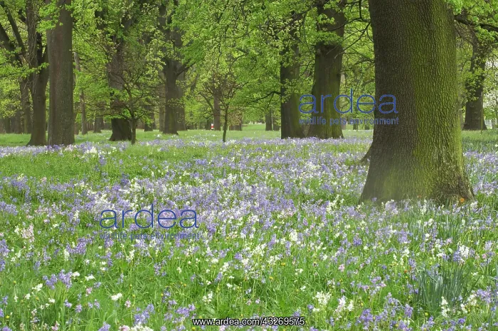 : Bluebells and Oak Trees in Spring, Little : Bluebells and Oak Trees in Spring, Little