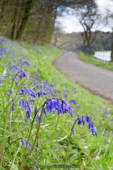 : Bluebells - on roadside verge in spring : Bluebells - on roadside verge in spring