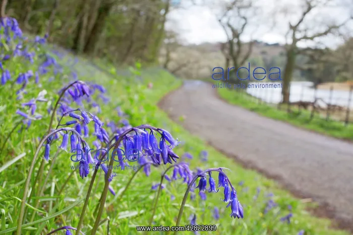 : Bluebells - on roadside verge in spring : Bluebells - on roadside verge in spring