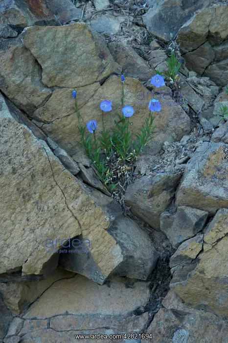 : Bluebells of Scotland : Bluebells of Scotland