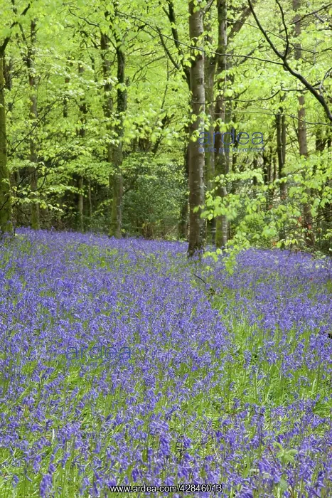 : Bluebells - in spring : Bluebells - in spring