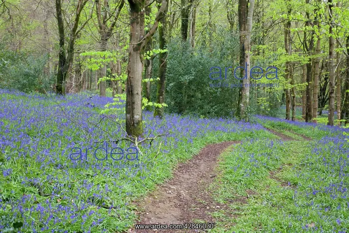 : Bluebells - in spring : Bluebells - in spring