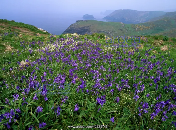 : Bluebells - at Tintagel Castle : Bluebells - at Tintagel Castle