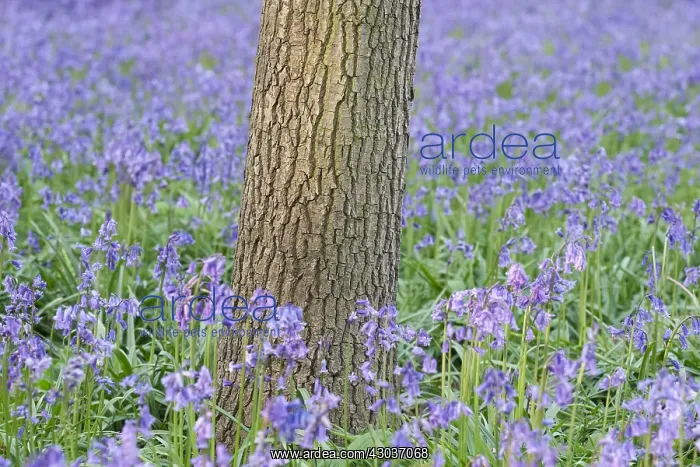 : Bluebells and tree trunk - Norfolk UK : Bluebells and tree trunk - Norfolk UK