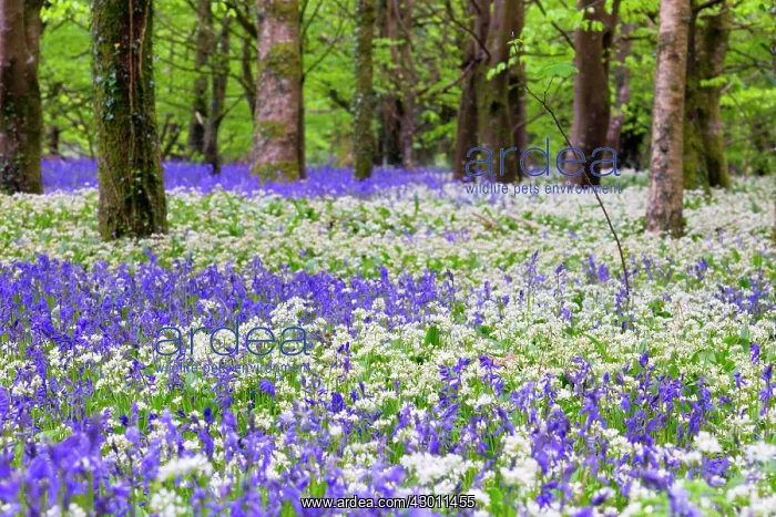 : Bluebells - with Wild Garlic (Allium ursinum) : Bluebells - with Wild Garlic (Allium ursinum)