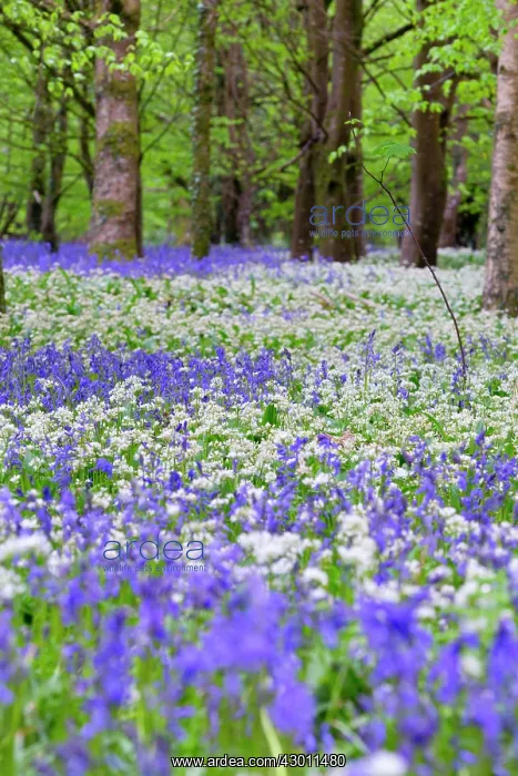 : Bluebells - with Wild Garlic (Allium ursinum) : Bluebells - with Wild Garlic (Allium ursinum)