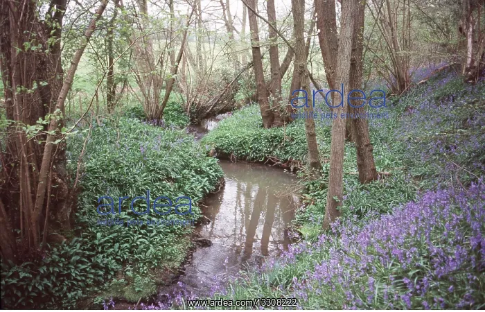 : BLUEBELLS - with Wild Garlic / Ransoms beside stream : BLUEBELLS - with Wild Garlic / Ransoms beside stream