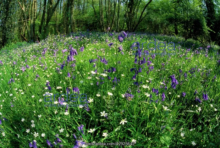 : Bluebells and other wildflowers : Bluebells and other wildflowers