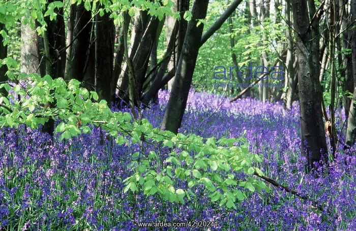 : BLUEBELLS - in wood : BLUEBELLS - in wood