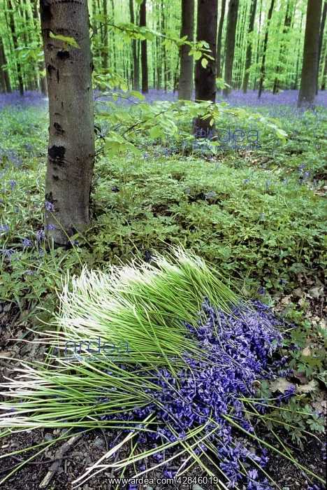  : Bluebells in wood picked flowers