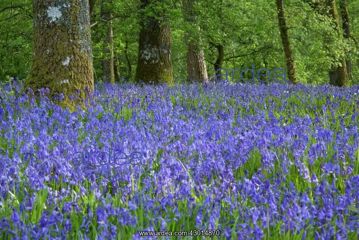  : Bluebells in woodland