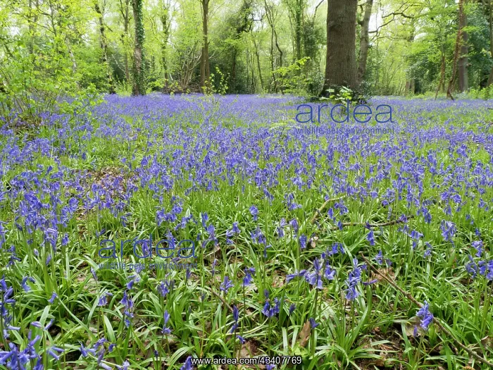: Bluebells in woodland - Birmingham UK : Bluebells in woodland - Birmingham UK