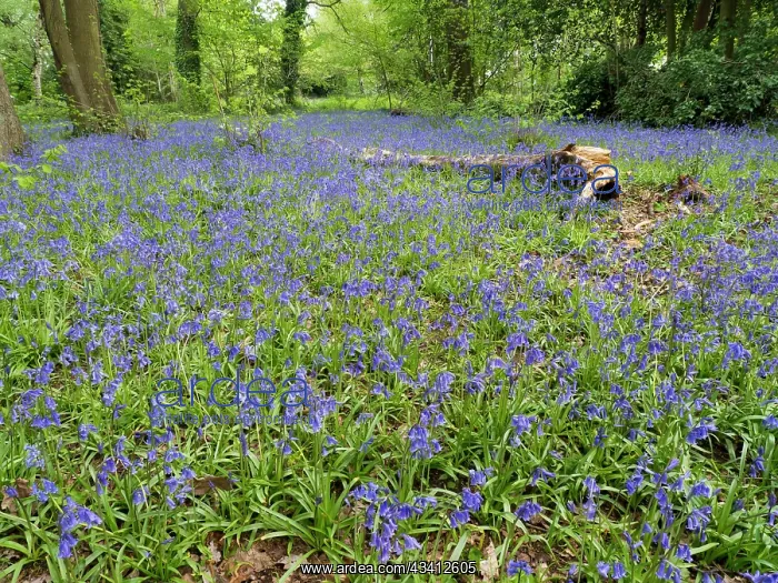 : Bluebells in woodland - Birmingham UK : Bluebells in woodland - Birmingham UK
