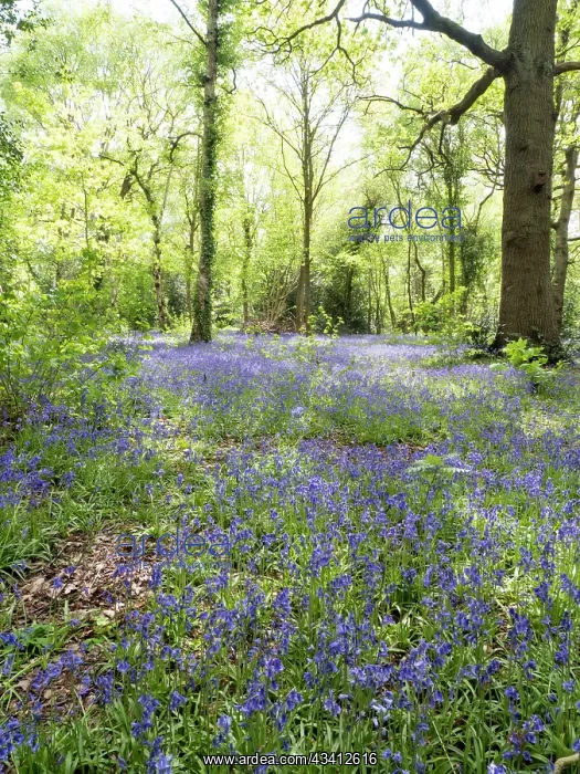 : Bluebells in woodland - Birmingham UK : Bluebells in woodland - Birmingham UK