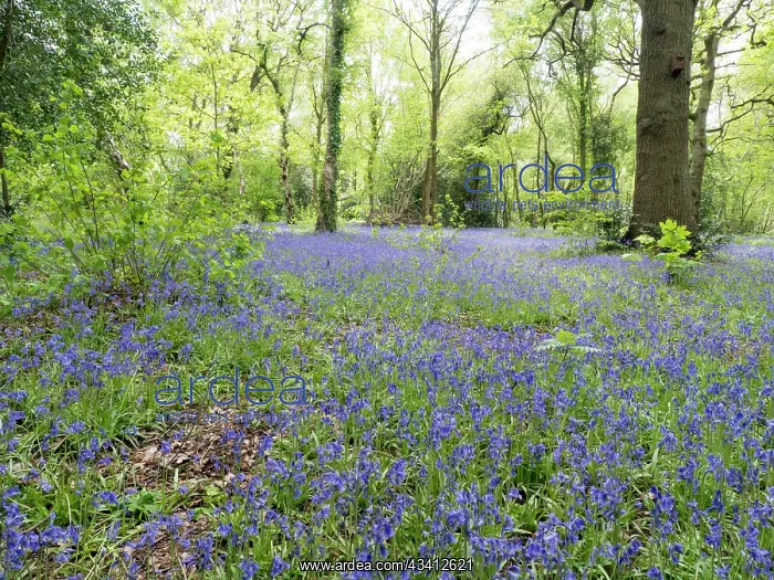 : Bluebells in woodland - Birmingham UK : Bluebells in woodland - Birmingham UK