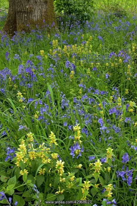 : Bluebells and Yellow Archangel - in spring : Bluebells and Yellow Archangel - in spring