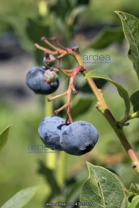 : Blueberries : Blueberries
