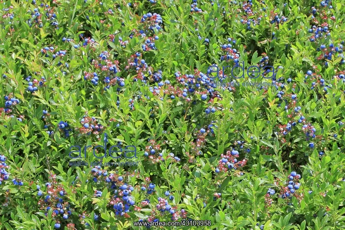 : Blueberries : Blueberries