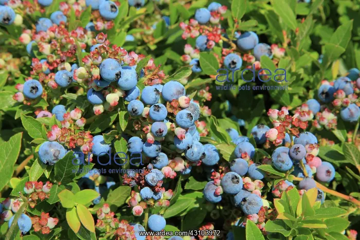 : Blueberries : Blueberries
