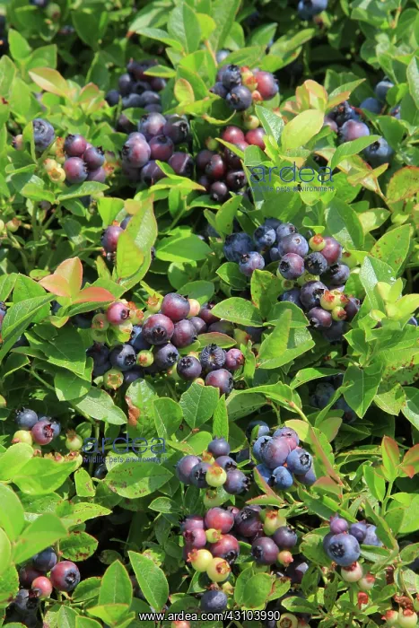 : Blueberries : Blueberries