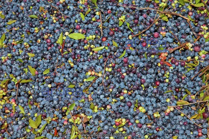 : Blueberries : Blueberries