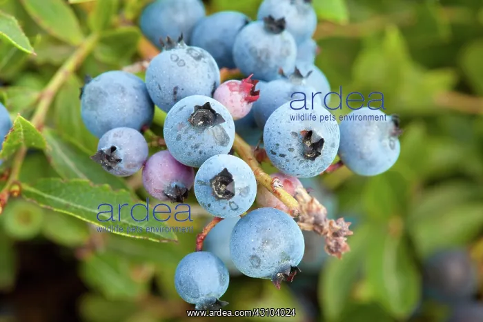 : Blueberries : Blueberries