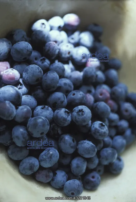 : Blueberries in a bowl : Blueberries in a bowl
