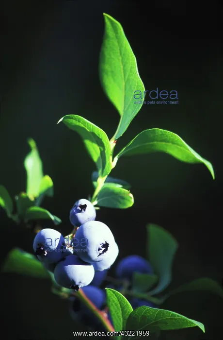 : Blueberries on a bush : Blueberries on a bush