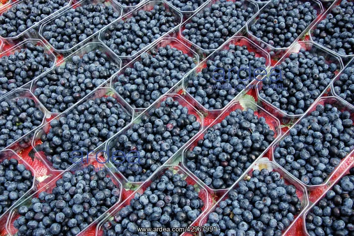  : Blueberries - cultivated fruits at farmers market