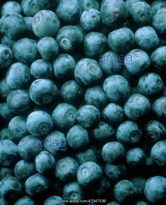 : Blueberry, Vaccinium corymbosum : Blueberry, Vaccinium corymbosum
