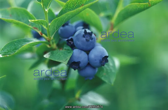 : Blueberry, Vaccinium Patriot : Blueberry, Vaccinium Patriot