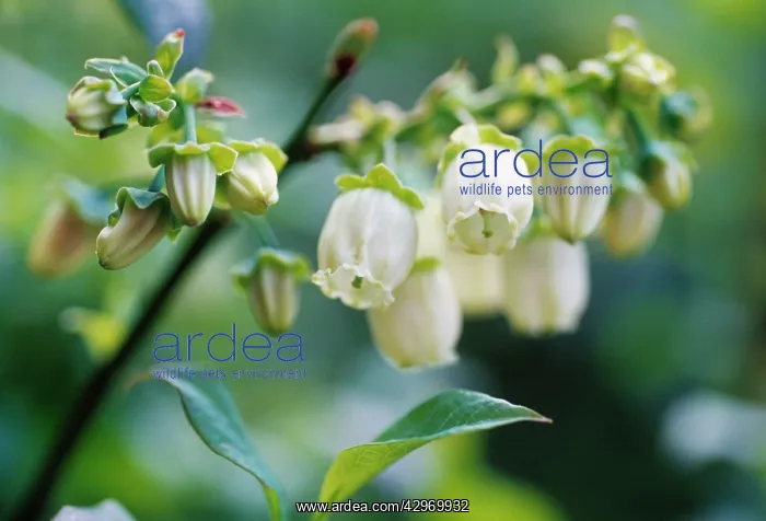 : Blueberry, Vaccinium : Blueberry, Vaccinium