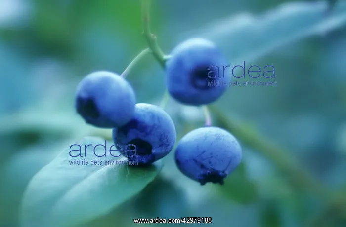 : Blueberry, Vaccinium : Blueberry, Vaccinium