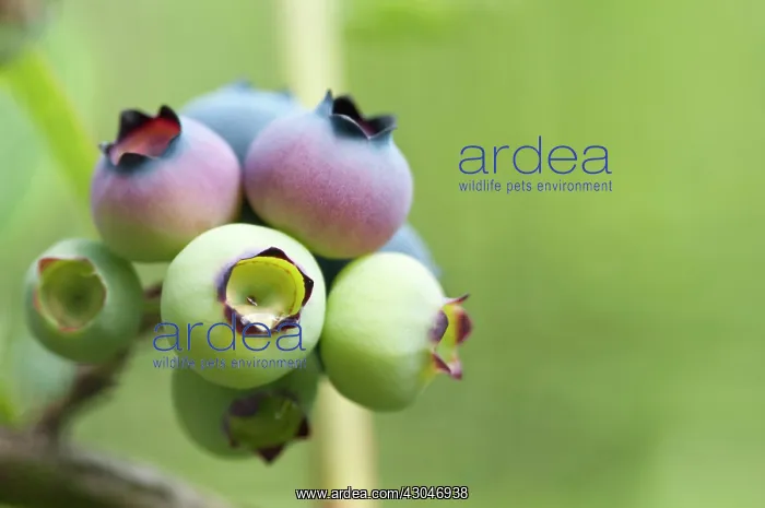  : Blueberry, Vaccinium corymbosum Sunrise