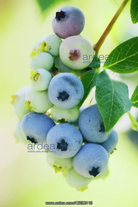  : Blueberry, Vaccinium corymbosum