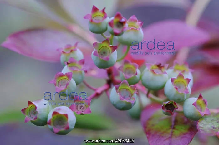 : Blueberry, Vaccinium corymbosum : Blueberry, Vaccinium corymbosum