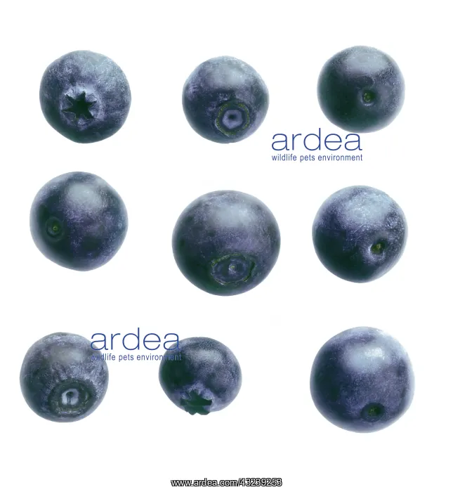 : Blueberry, Vaccinium : Blueberry, Vaccinium