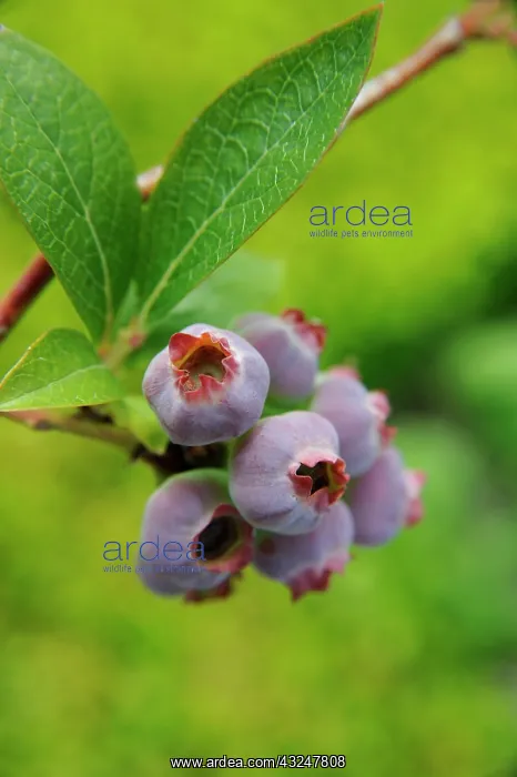 : Blueberry. Ripening purple berries of Blueberry, Vaccinium corymbosum : Blueberry. Ripening purple berries of Blueberry, Vaccinium corymbosum