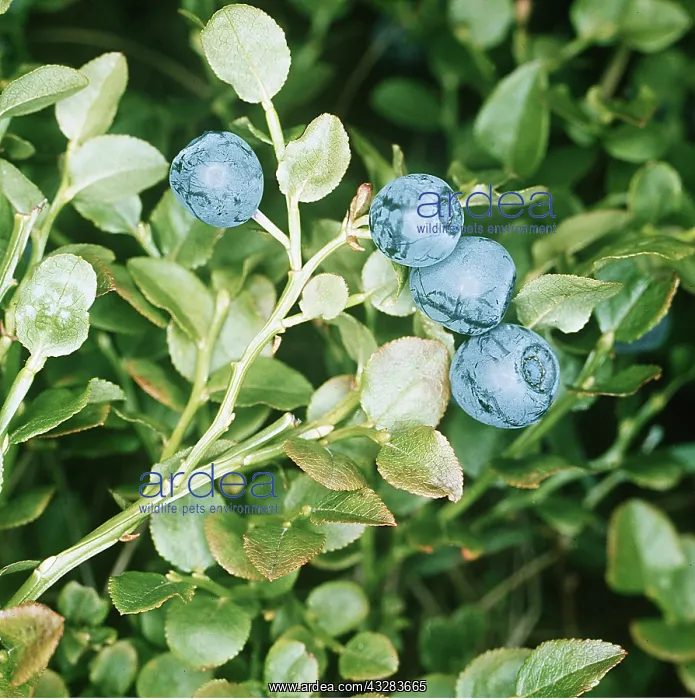 : BLUEBERRY : BLUEBERRY