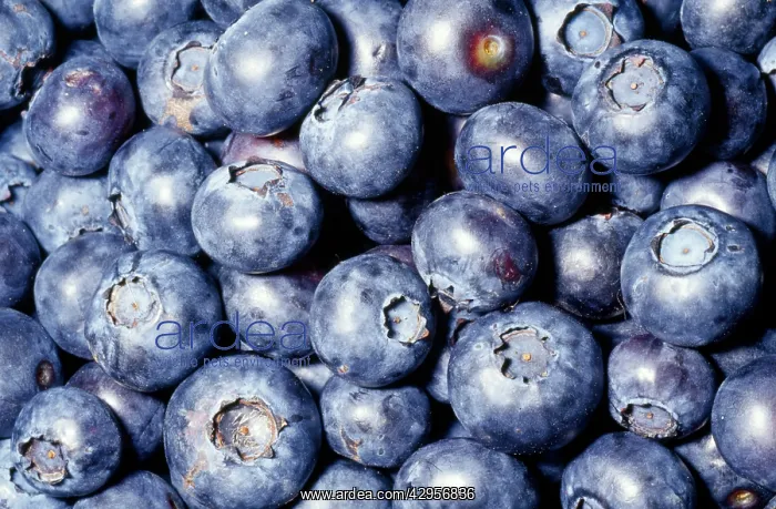 : Blueberry - close up : Blueberry - close up