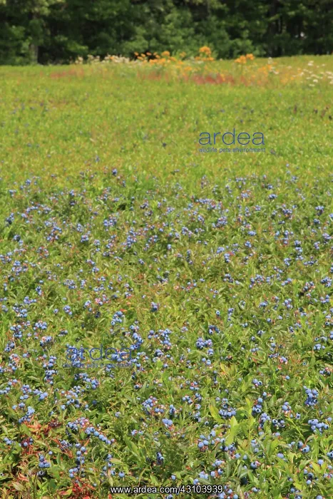 : Blueberry Field : Blueberry Field