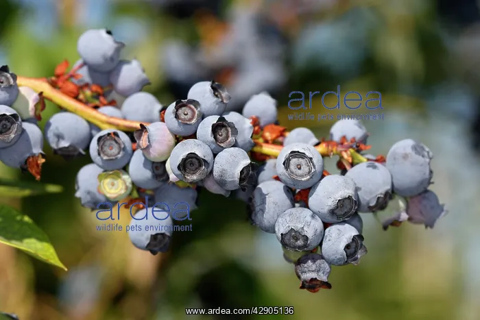 : Blueberry - fruit - cultivated : Blueberry - fruit - cultivated