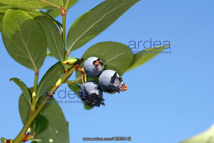 : Blueberry - fruit - cultivated : Blueberry - fruit - cultivated