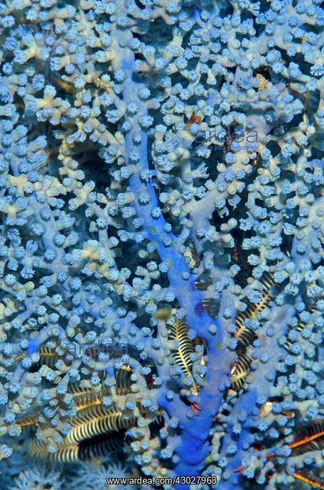 : Blueberry Gorgonian : Blueberry Gorgonian