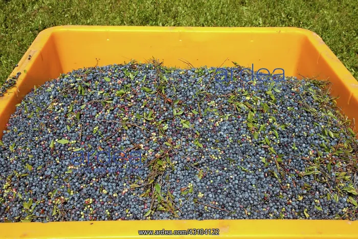 : Blueberry Harvest : Blueberry Harvest